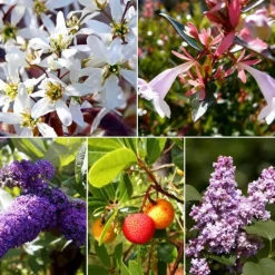 Pépinières Naudet Plantes De Haies | PÉPINIÈRES NAUDET - Collection 5 arbustes fleuris