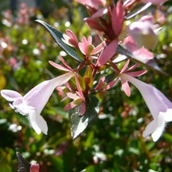 Pépinières Naudet Plantes De Haies | PÉPINIÈRES NAUDET - Collection 5 arbustes fleuris