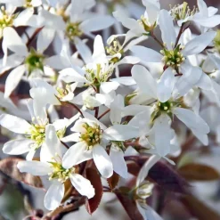 Pépinières Naudet Plantes De Haies | PÉPINIÈRES NAUDET - Collection 5 arbustes fleuris