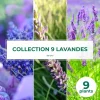 Pépinières Naudet PÉPINIÈRES NAUDET - Collection de 9 lavandes Sale
