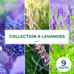 Pépinières Naudet PÉPINIÈRES NAUDET - Collection de 9 lavandes Sale