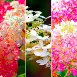 Pépinières Naudet PÉPINIÈRES NAUDET - Collection 3 hortensias (hydrangea paniculata)