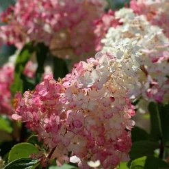 Pépinières Naudet PÉPINIÈRES NAUDET - Collection 3 hortensias (hydrangea paniculata)