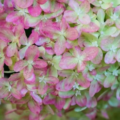 Pépinières Naudet PÉPINIÈRES NAUDET - Collection 3 hortensias (hydrangea paniculata)