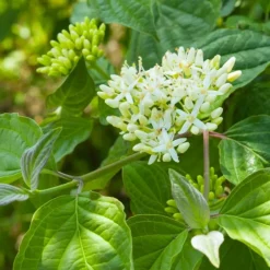 Pépinières Naudet Arbres Et Arbustes | PÉPINIÈRES NAUDET - Cornouiller sanguin (cornus sanguinea)
