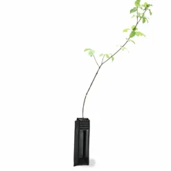 Pépinières Naudet Arbres Et Arbustes | PÉPINIÈRES NAUDET - Cornouiller sanguin (cornus sanguinea)
