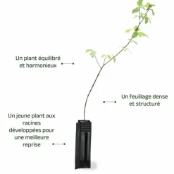 Pépinières Naudet Arbres Et Arbustes | PÉPINIÈRES NAUDET - Cornouiller sanguin (cornus sanguinea)