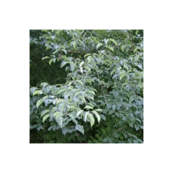 Pépinières Naudet Arbres Et Arbustes | PÉPINIÈRES NAUDET - Cornouiller sanguin (cornus sanguinea)