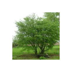 Pépinières Naudet Arbres Et Arbustes | PÉPINIÈRES NAUDET - Cornouiller sanguin (cornus sanguinea)