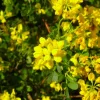 Pépinières Naudet PÉPINIÈRES NAUDET - Coronille des jardins (hippocrepis emerus) Best