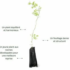 Pépinières Naudet PÉPINIÈRES NAUDET - Coronille des jardins (hippocrepis emerus) Best