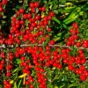 Pépinières Naudet Plantes De Haies | PÉPINIÈRES NAUDET - Cotoneaster de dammer 'skogholm' (cotoneaster dammeri 'skogholm')
