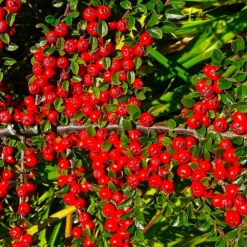 Pépinières Naudet Plantes De Haies | PÉPINIÈRES NAUDET - Cotoneaster de dammer 'skogholm' (cotoneaster dammeri 'skogholm')
