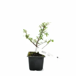 Pépinières Naudet Plantes De Haies | PÉPINIÈRES NAUDET - Cotoneaster de dammer 'skogholm' (cotoneaster dammeri 'skogholm')