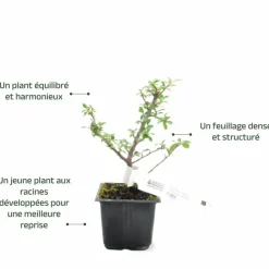 Pépinières Naudet Plantes De Haies | PÉPINIÈRES NAUDET - Cotoneaster de dammer 'skogholm' (cotoneaster dammeri 'skogholm')