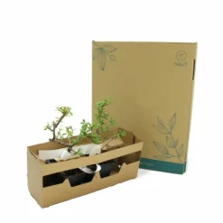Pépinières Naudet Plantes De Haies | PÉPINIÈRES NAUDET - Cotoneaster de dammer 'skogholm' (cotoneaster dammeri 'skogholm')