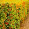 Pépinières Naudet PÉPINIÈRES NAUDET - Cotoneaster laiteux (cotoneaster lacteus) Hot