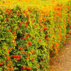 Pépinières Naudet PÉPINIÈRES NAUDET - Cotoneaster laiteux (cotoneaster lacteus) Hot