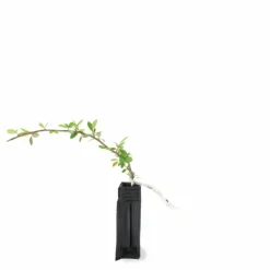 Pépinières Naudet PÉPINIÈRES NAUDET - Cotoneaster laiteux (cotoneaster lacteus) Hot