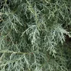 Pépinières Naudet Conifères | PÉPINIÈRES NAUDET - Cyprès de l'arizona (cupressus arizonica) - godet - taille 20/40cm