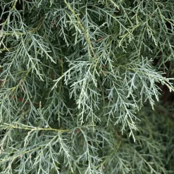 Pépinières Naudet Conifères | PÉPINIÈRES NAUDET - Cyprès de l'arizona (cupressus arizonica) - godet - taille 20/40cm
