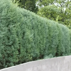 Pépinières Naudet Conifères | PÉPINIÈRES NAUDET - Cyprès de l'arizona (cupressus arizonica) - godet - taille 20/40cm