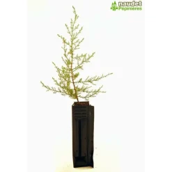 Pépinières Naudet Conifères | PÉPINIÈRES NAUDET - Cyprès de l'arizona (cupressus arizonica) - godet - taille 20/40cm