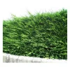 Pépinières Naudet Conifères | PÉPINIÈRES NAUDET - Cyprès de leyland (cupressocyparis leylandii) - godet - taille 20/40cm