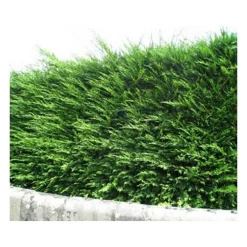 Pépinières Naudet Conifères | PÉPINIÈRES NAUDET - Cyprès de leyland (cupressocyparis leylandii) - godet - taille 20/40cm