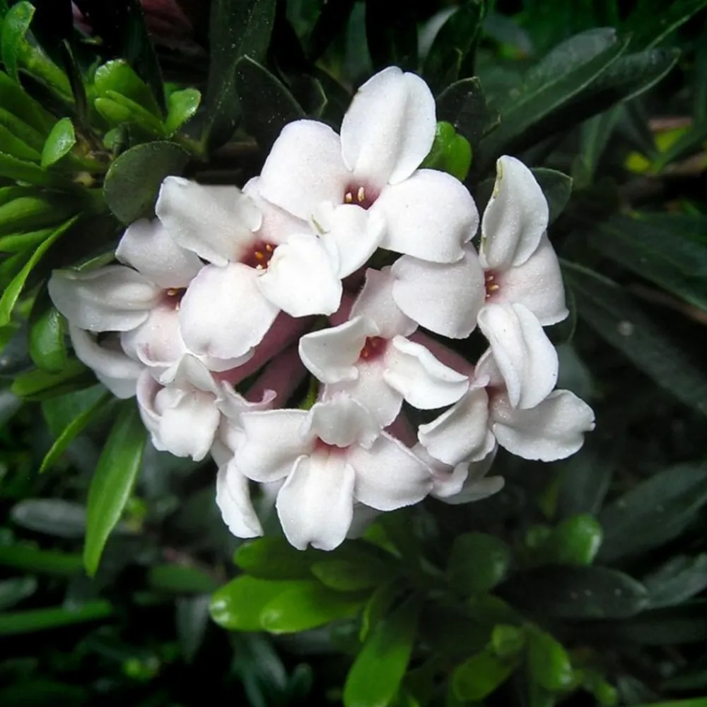 Pépinières Naudet PÉPINIÈRES NAUDET - Daphné hybride 'eternal fragrance' ® (daphne x transatlantica 'eternal fragrance' ®) Best