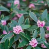 Pépinières Naudet PÉPINIÈRES NAUDET - Daphné odorant 'aureomarginata' (daphne odora 'aureomarginata') Best