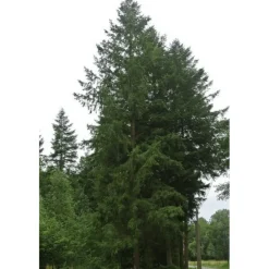 Pépinières Naudet PÉPINIÈRES NAUDET - Douglas vert (pseudotsuga menziesii) - godet - taille 20/40cm Clearance