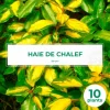 Pépinières Naudet Plantes De Haies | PÉPINIÈRES NAUDET - 10 elaeagnus (elaeagnus ebbingei) - haie de elaeagnus