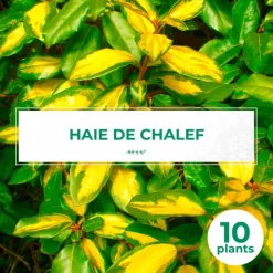 Pépinières Naudet Plantes De Haies | PÉPINIÈRES NAUDET - 10 elaeagnus (elaeagnus ebbingei) - haie de elaeagnus