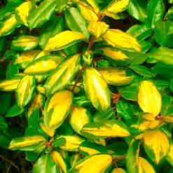 Pépinières Naudet Plantes De Haies | PÉPINIÈRES NAUDET - 10 elaeagnus (elaeagnus ebbingei) - haie de elaeagnus
