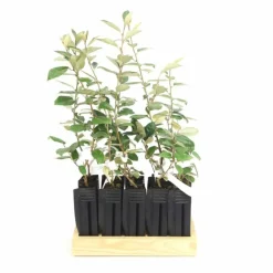 Pépinières Naudet Plantes De Haies | PÉPINIÈRES NAUDET - 10 elaeagnus (elaeagnus ebbingei) - haie de elaeagnus