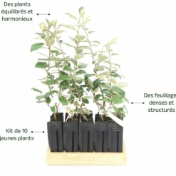 Pépinières Naudet Plantes De Haies | PÉPINIÈRES NAUDET - 10 elaeagnus (elaeagnus ebbingei) - haie de elaeagnus