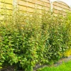 Pépinières Naudet PÉPINIÈRES NAUDET - Elaeagnus (elaeagnus ebbingei) Hot