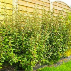 Pépinières Naudet PÉPINIÈRES NAUDET - Elaeagnus (elaeagnus ebbingei) Hot