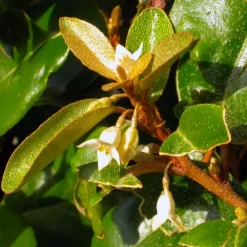 Pépinières Naudet PÉPINIÈRES NAUDET - Elaeagnus (elaeagnus ebbingei) Hot