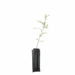 Pépinières Naudet PÉPINIÈRES NAUDET - Elaeagnus (elaeagnus ebbingei) Hot