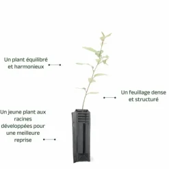 Pépinières Naudet PÉPINIÈRES NAUDET - Elaeagnus (elaeagnus ebbingei) Hot