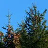 Pépinières Naudet PÉPINIÈRES NAUDET - Epicéa commun (picea abies) - godet - taille 20/40cm Best
