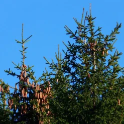 Pépinières Naudet PÉPINIÈRES NAUDET - Epicéa commun (picea abies) - godet - taille 20/40cm Best