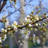 Pépinières Naudet PÉPINIÈRES NAUDET - Epine noire ou prunellier (prunus spinosa)