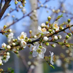 Pépinières Naudet PÉPINIÈRES NAUDET - Epine noire ou prunellier (prunus spinosa)