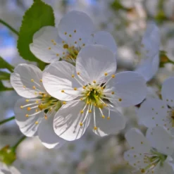 Pépinières Naudet PÉPINIÈRES NAUDET - Epine noire ou prunellier (prunus spinosa)