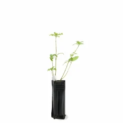Pépinières Naudet PÉPINIÈRES NAUDET - Epine noire ou prunellier (prunus spinosa)