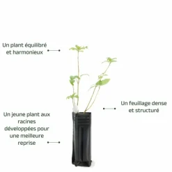Pépinières Naudet PÉPINIÈRES NAUDET - Epine noire ou prunellier (prunus spinosa)