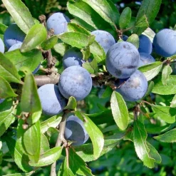 Pépinières Naudet PÉPINIÈRES NAUDET - Epine noire ou prunellier (prunus spinosa)